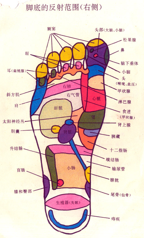 脚底的反射范围(右侧)